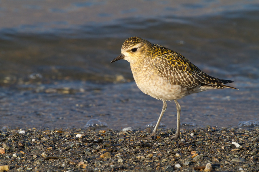 Piviere orientale (Pluvialis fulva)